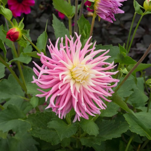 Dahlia Cactus Stars Favourite (Dahlia Pinnata) 1x Top Quality Spring Planting Flower Bulb