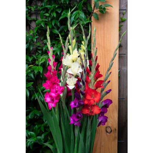 Gladioli Bold Colour Mix (10 Bulbs) and Wildflower 'Butterfly' Mix Seeds Grow your own Bouquet by Jamieson Brothers