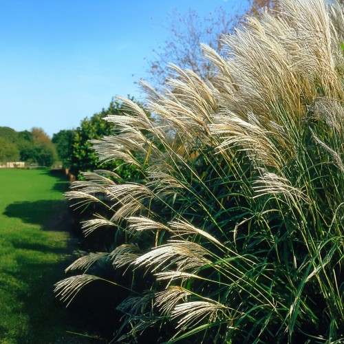 Miscanthus Sinensis Federweiser (Miscanthus Sinensis) 1x Spring Plant / Ornamental Grass