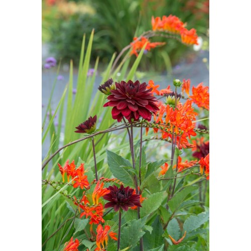 Crocosmia 'Lucifer' (8 bulbs) and Wildflower 'Butterfly' Mix Seeds Grow your own Bouquet by Jamieson Brothers