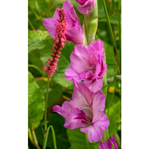 Gladioli Pink & Purple Mix (10 Bulbs) and Wildflower 'Butterfly' Mix Seeds Grow your own Bouquet by Jamieson Brothers