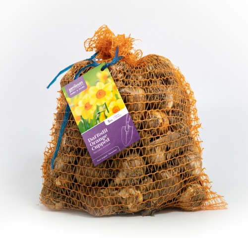 Orange Cupped Daffodil Bulbs 15kg (Approx. 300 Bulbs) by Jamieson Brothers 