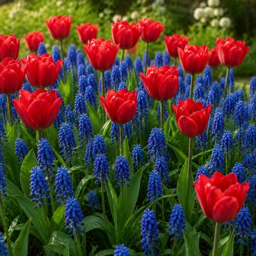 Lovers Patio Collection 25 Bulbs Ready for Planting Now in UK Autumn Outdoor Gardens