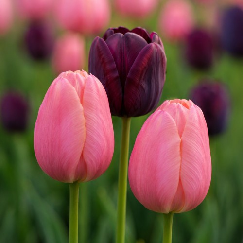 Best Friends, Night's Blush: 7 Bulbs, Tulip Menton and Tulip Queen of the Night Ready for Planting Now in UK Autumn Outdoor Gardens