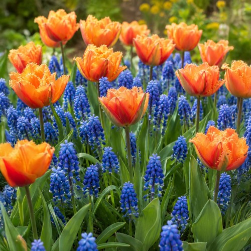 Patio Set: Royal Dutch Muscari & Tulip Collection 18 Bulbs Ready for Planting Now in UK Autumn Outdoor Gardens