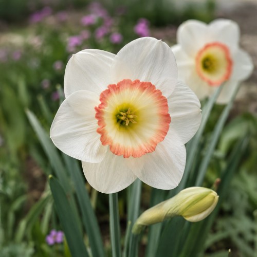 Narcissus Night cap 5 Bulbs Ready for Planting Now in UK Autumn Outdoor Gardens