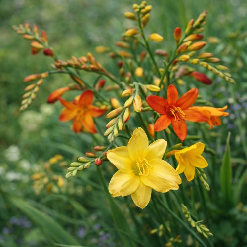Montbretia Mix (20 Bulbs)