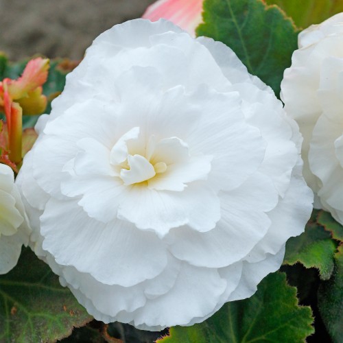 Begonia odorosa white (2 Bulbs)