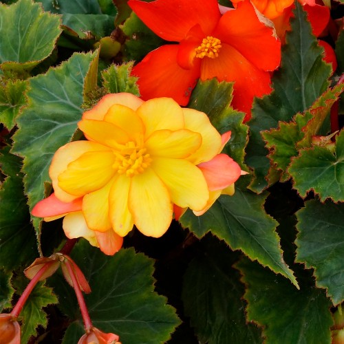 Begonia cascade picotee Sunray (3 Bulbs)