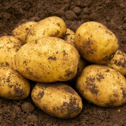 Accord Seed Potatoes