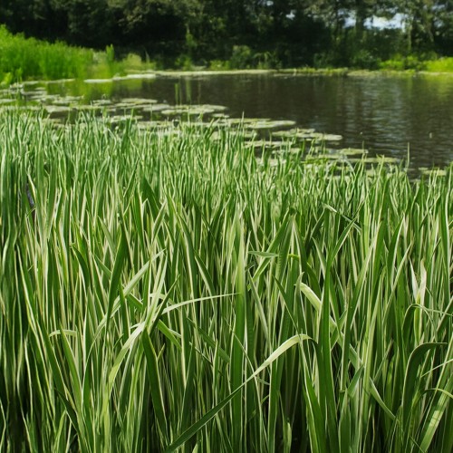 Acorus (Acorus Calamus) 1x Spring Planting Bulb | Aquatic Plant Bulb | Plant/Ornamental Grass Bulbs for Planting Now UK | Plant Garden Outdoor