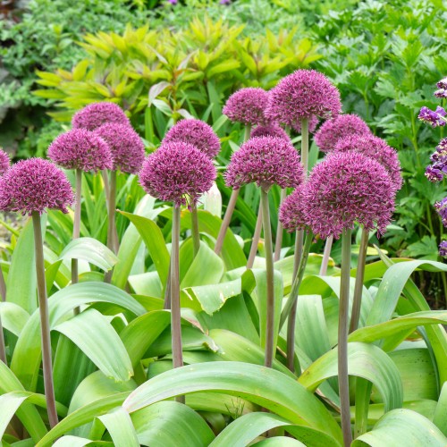 Allium Ostara 6 Bulbs Ready for Planting Now in UK Autumn Outdoor Gardens