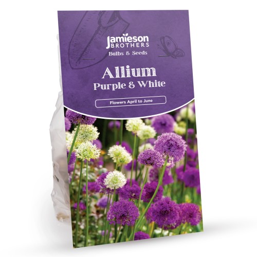 Allium Bulbs - Purple and White (10 bulbs)