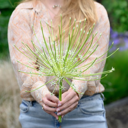 Allium Schubertii Arctic Snow 3 Bulbs Ready for Planting Now in UK Autumn Outdoor Gardens