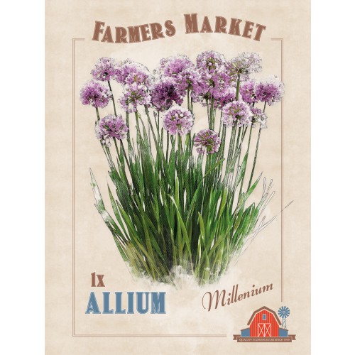 Allium Millenium (1 Bulb) by Jamieson Brothers