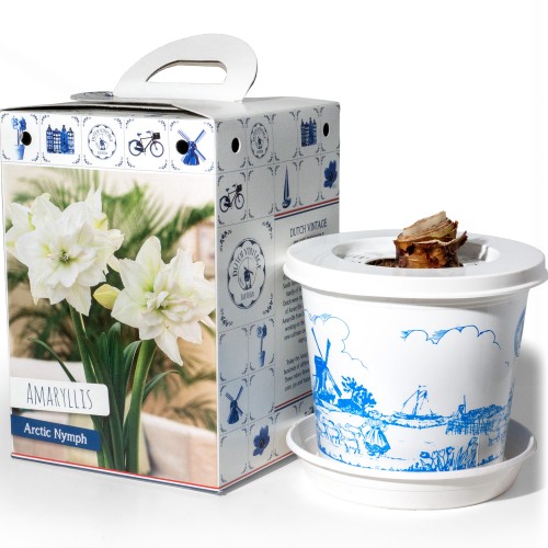 Amaryllis Arctic Nymph Gift Box (1 Large 28/30cm Pre-Potted Bulb) Hippeastrum Ready for Planting Now in UK Indoor Flowering Christmas Garden Gift