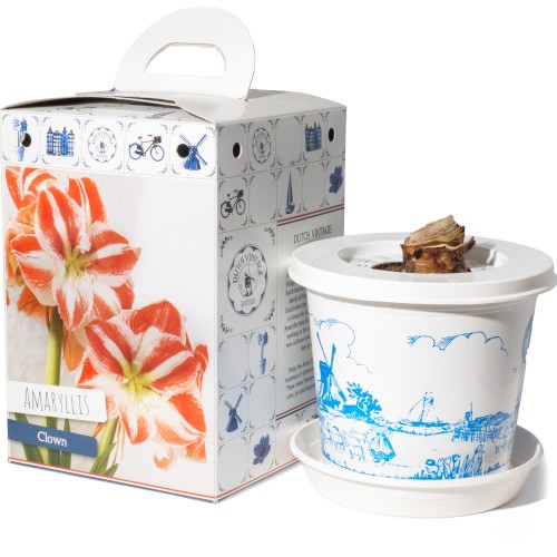 Amaryllis Clown Pre-Potted Bulb Gift Box – 1 Large 28/30cm Hippeastrum in Decorative Box | Indoor Flowering Christmas Gift