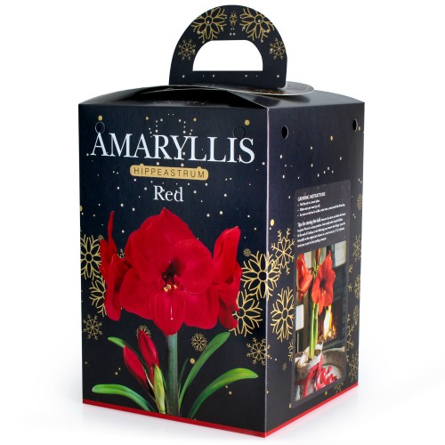 Amaryllis Red Gift Box