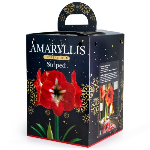 Amaryllis Red Striped - Gift Box