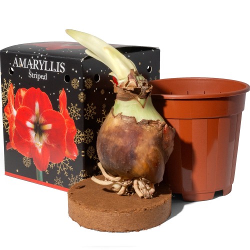 Amaryllis Red Striped 1 Large 20/22cm Hippeastrum Bulb with Pot & Coco Coir Block | Indoor Flowering Christmas Gift Box