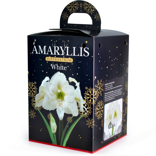  Amaryllis White (1 bulb) - gift box