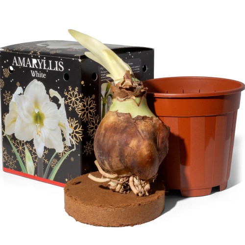  Amaryllis White (1 bulb) - gift box