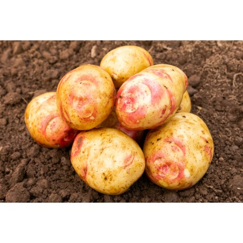 Amour  5 tuber pack Seed Potatoes