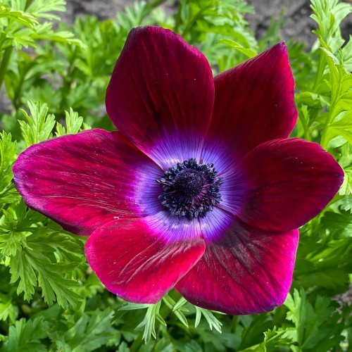 Anemone Bordeaux 10 Bulbs Ready for Planting Now in UK Autumn Outdoor Gardens