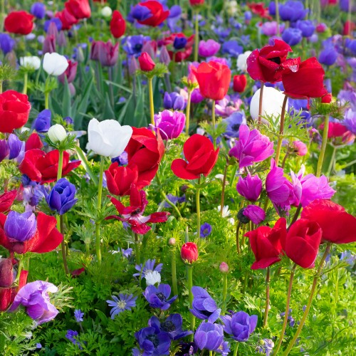 Anemone De Caen (Anemone Coronaria) 15x Spring Planting Flower Bulbs