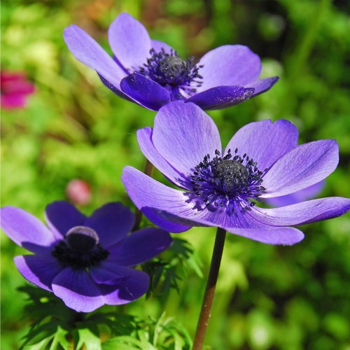 Postal Gift Box - Sending You Happiness!: Anemone Mr Fokker, Iris Blue, Crocus Barr's Purple, Daffodil (Narcissus) Tete A tete & Crocus Dorothy