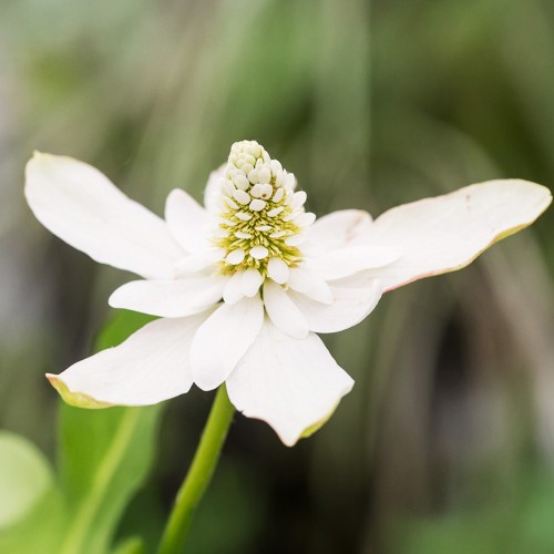 Anemopsis (Anemopsis Californica) 1x Spring Planting Bulb - Waterside Flower Bulb
