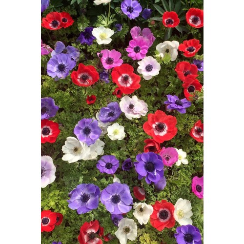 Anemone St. Brigid Mix (Anemone Coronaria) 15x Spring Planting Flower Bulbs