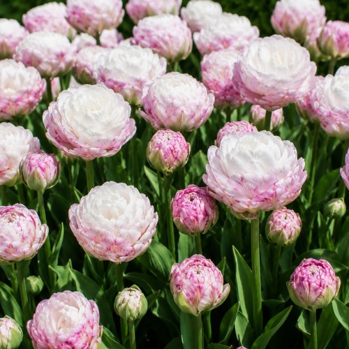 Tulip Double Late Peggy Wonder 3 Bulbs Ready for Planting Now in UK Autumn Outdoor Gardens