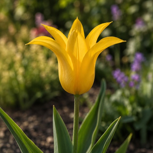 Tulip Flashback 7 Bulbs Ready for Planting Now in UK Autumn Outdoor Gardens