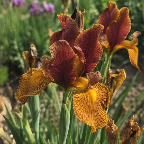 Iris Lion King 10 Bulbs Ready for Planting Now in UK Autumn Outdoor Gardens