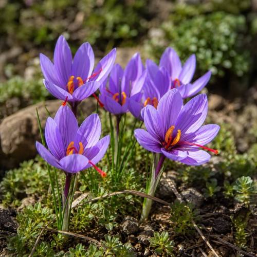 Crocus (Autumn Flowering) Safran Crocus (Sativus) 15 Bulbs Ready for Planting Now in UK Autumn Outdoor Gardens by Jamieson Brothers
