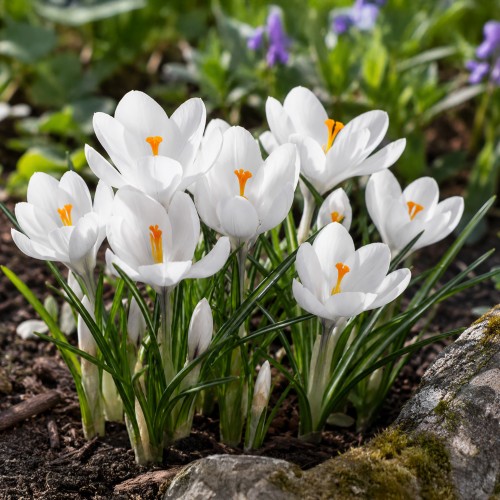 Crocus Jeanne d'Arc 15 Bulbs Ready for Planting Now in UK Autumn Outdoor Gardens