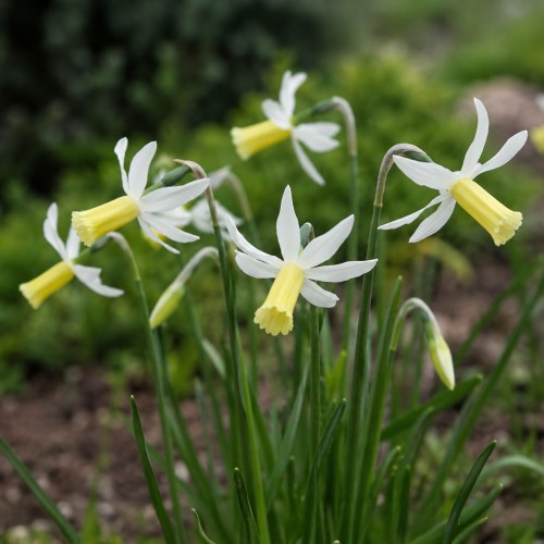 Daffodil (Narcissus) Botanical Snipe 8 Bulbs Ready for Planting Now in UK Autumn Outdoor Gardens
