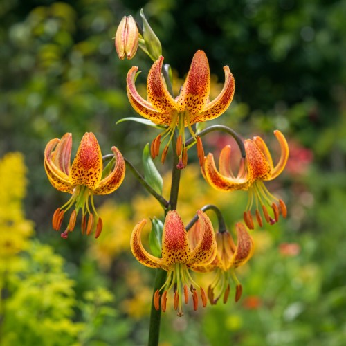 Lilium Martagon Must See 2 Bulbs Ready for Planting Now in UK Autumn Outdoor Gardens