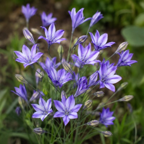 Triteleia Laxa Rudy 12 Bulbs Ready for Planting Now in UK Autumn Outdoor Gardens