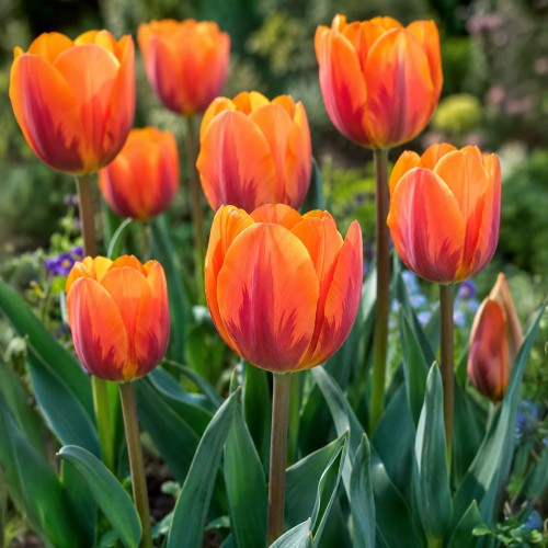 Tulip Rembrandt Prinses Irene 6 Bulbs Ready for Planting Now in UK Autumn Outdoor Gardens