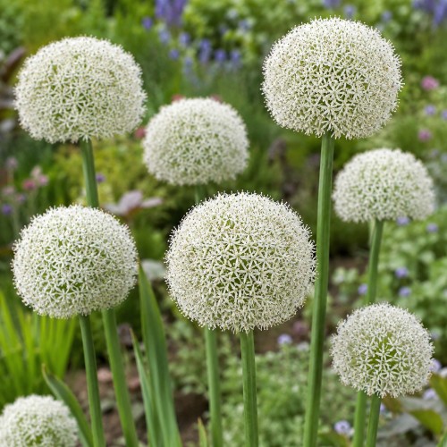 Allium Ping Pong 20 Bulbs Ready for Planting Now in UK Autumn Outdoor Gardens