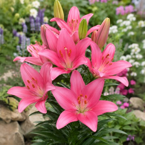 Lilium Asiatic Pink 2 Bulbs Ready for Planting Now in UK Autumn Outdoor Gardens by Jamieson Brothers