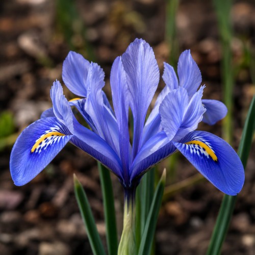 Iris Reticulata Alida 20 Bulbs Ready for Planting Now in UK Autumn Outdoor Gardens