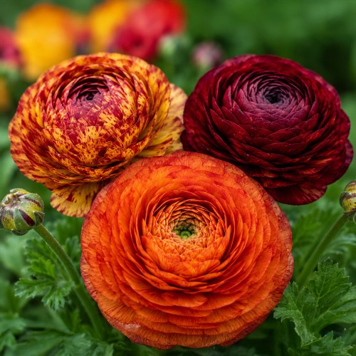 Ranunculus Bronzy Mix 15 Bulbs Ready for Planting Now in UK Autumn Outdoor Gardens