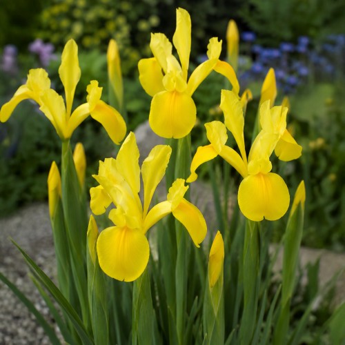 Iris Holl. Royal Yellow 12 Bulbs Ready for Planting Now in UK Autumn Outdoor Gardens