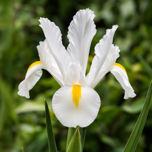 Iris White Excelsior 12 Bulbs Ready for Planting Now in UK Autumn Outdoor Gardens