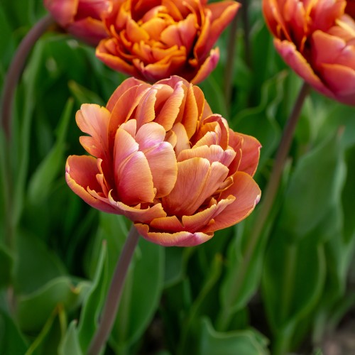 Tulipa Brazil 5 Bulbs Ready for Planting Now in UK Autumn Outdoor Gardens