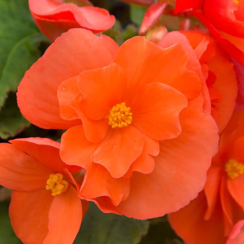 Begonia Pendula Orange (Begonia Semperflorens-Cultorum) 3x Spring Planting Flower Bulbs