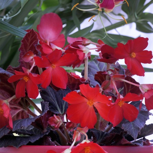 Begonia Pendula Red (Begonia Semperflorens-Cultorum) 3x Spring Planting Flower Bulbs